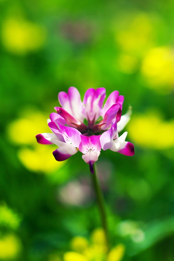 The afternoon of the lotus flower field 