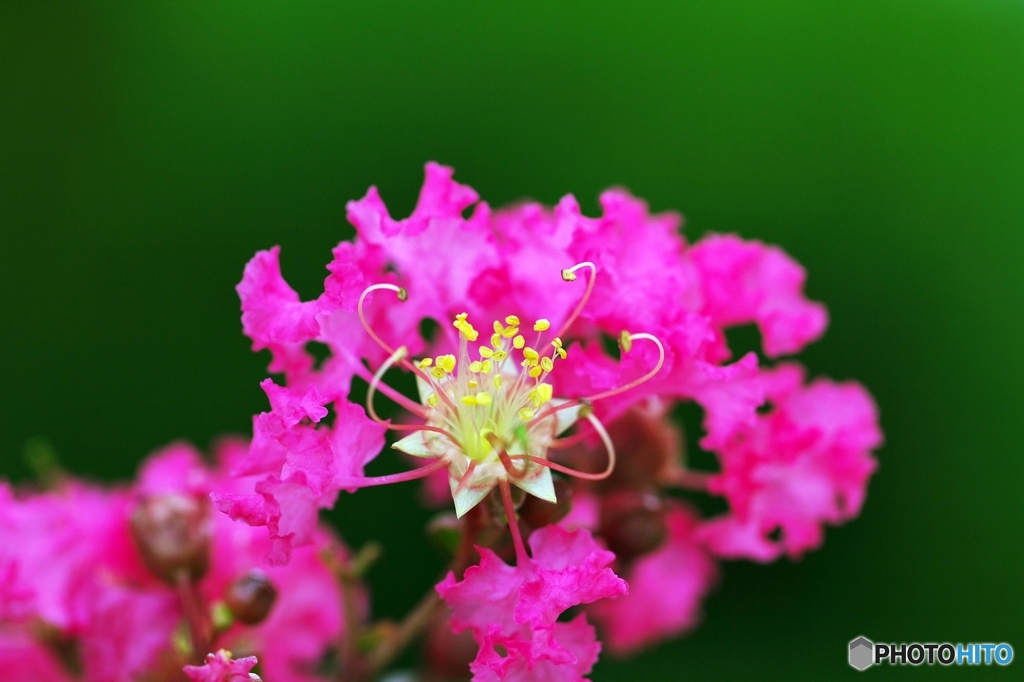 World of color of the Crape Myrtle 3