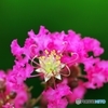 World of color of the Crape Myrtle 3