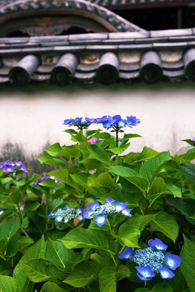 In the temple of hydrangea blooms 3