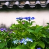 In the temple of hydrangea blooms 3