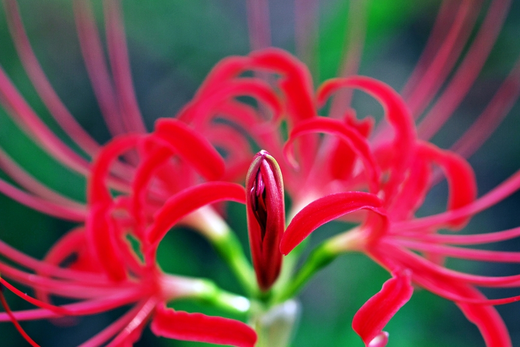 cluster-amaryllis 1