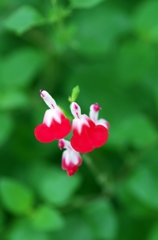 Hot Lips1
