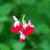 Hot Lips1