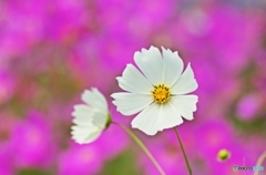 White on pink