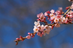 Earlier a weeping cherry tree 5