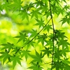 Season of the fresh green
