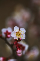 White plum blossoms 1