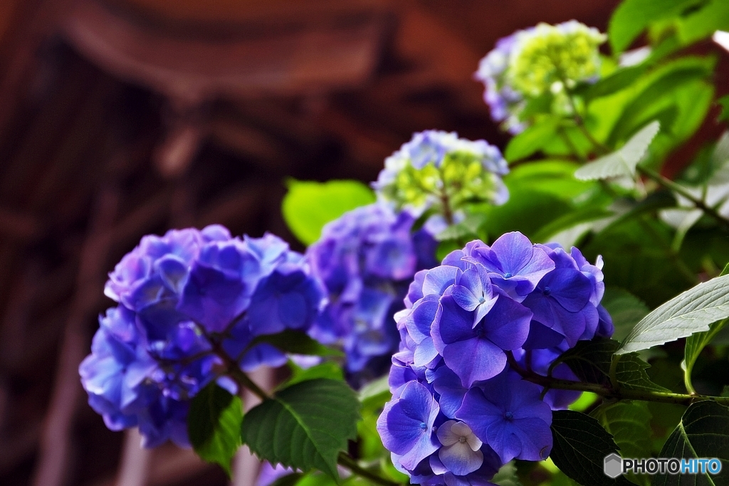 紫陽花・古寺に　４