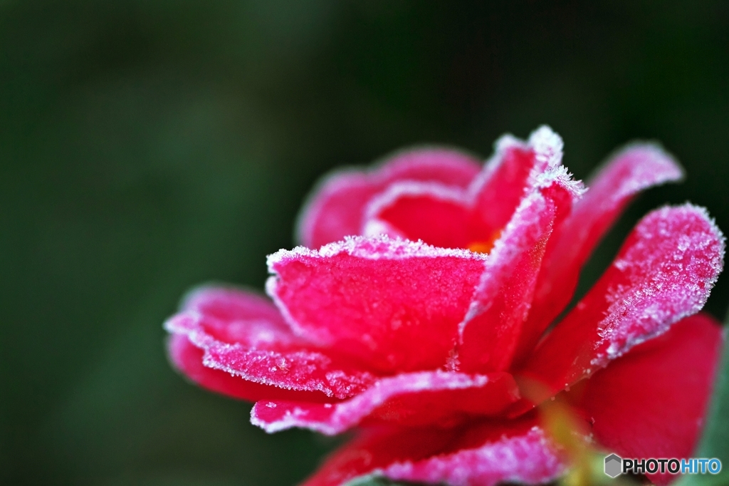 Frozen Flower 1