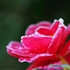 Frozen Flower 1