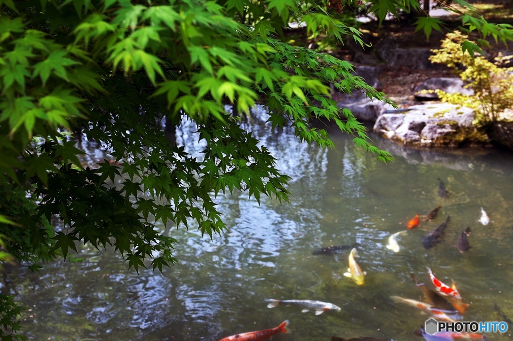 Days of the fresh green 5