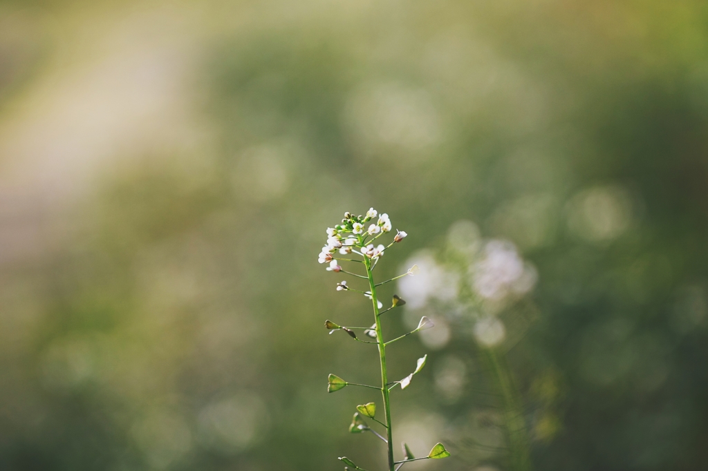 Signs of spring for the faint