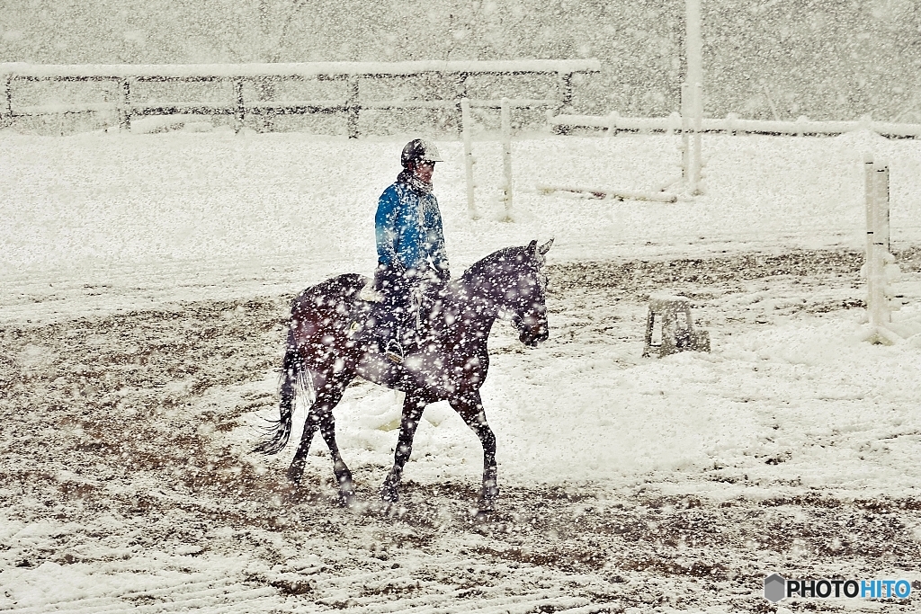Horse training in the snow 4
