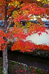 In old temple that autumn color is fille