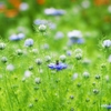 Love in a mist 1