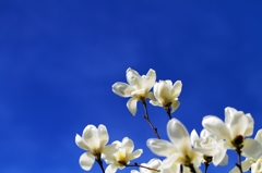 Magnolia Blossom 2