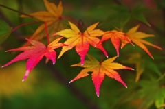 Autumn mark