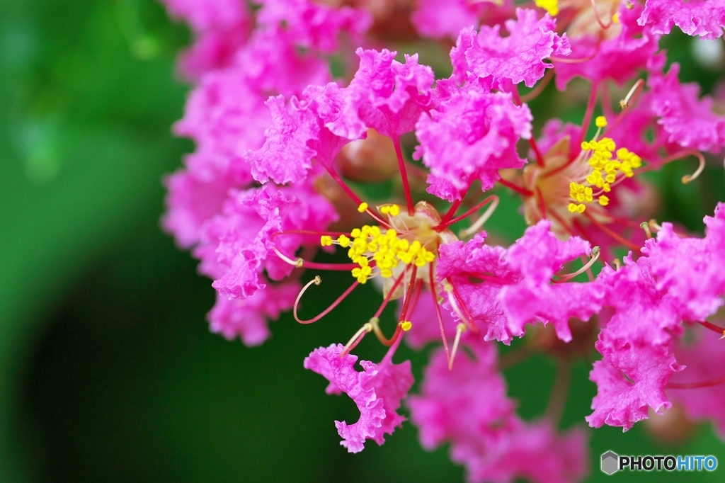 World of color of the Crape Myrtle 2