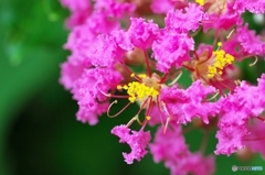 World of color of the Crape Myrtle 2