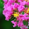World of color of the Crape Myrtle 2