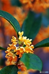 Fragrant orange-colored olive 2