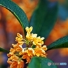 Fragrant orange-colored olive 2