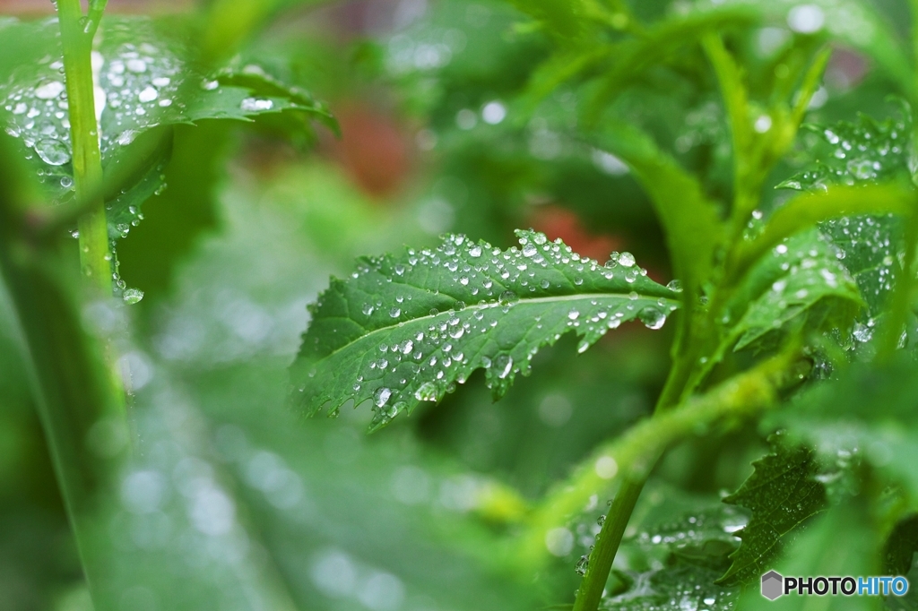 In the morning the spring rain falls 1