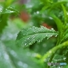 In the morning the spring rain falls 1