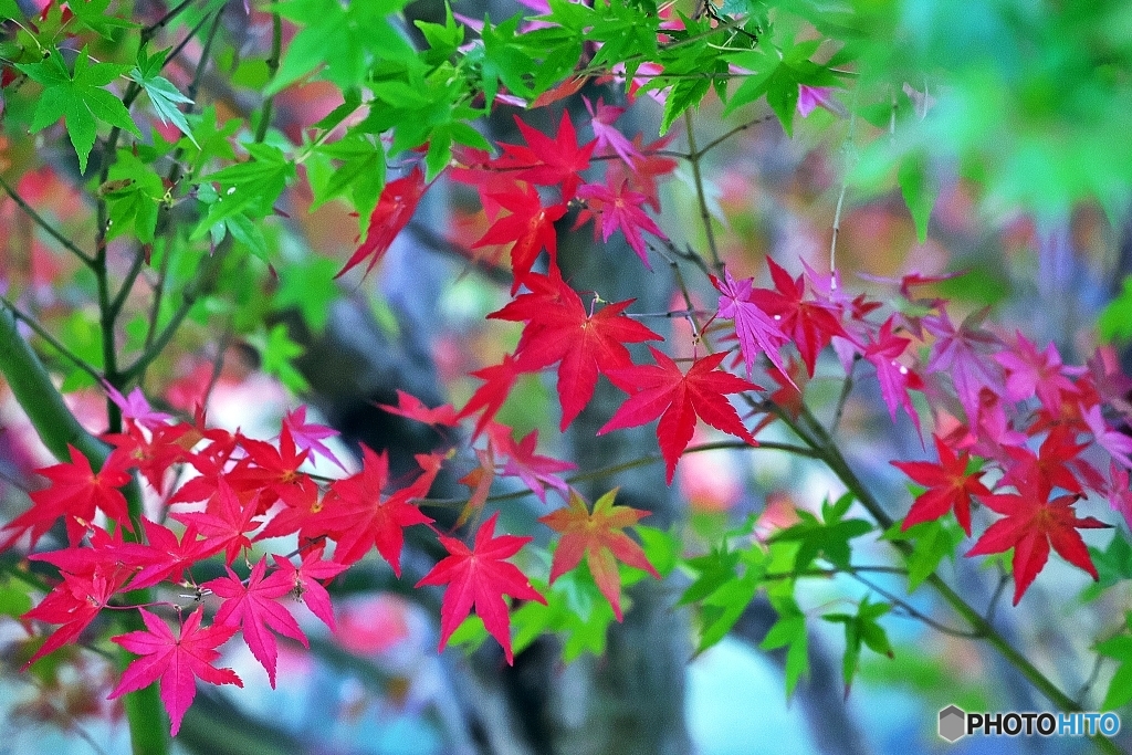 今年の紅葉もそろそろピークへ　５