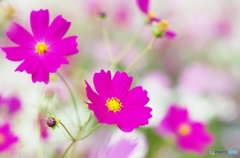 Predilection for COSMOS 3