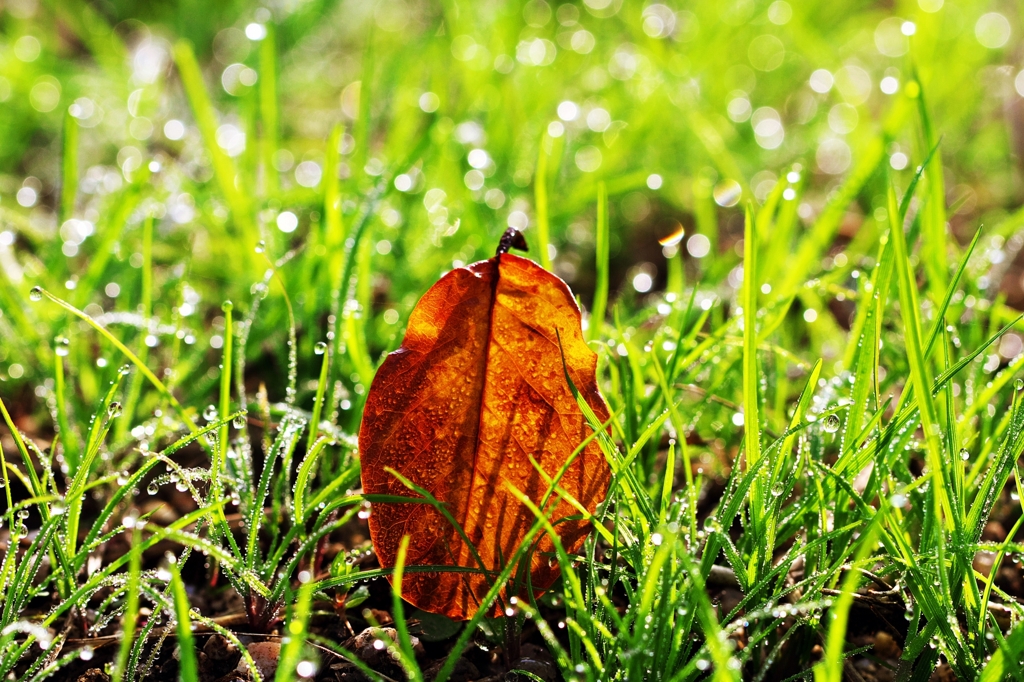 The morning after the rain