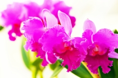 Cattleya