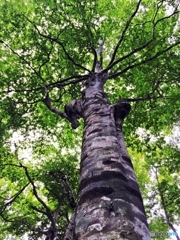 The Lord of the forest 1