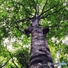 The Lord of the forest 1