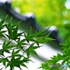 緑夏の古寺で　１
