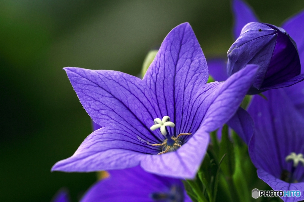 Dark Violet