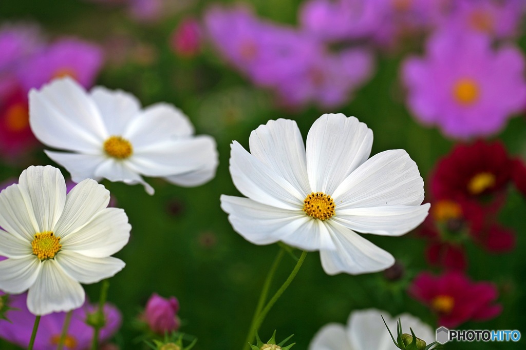 Flower park of October 3