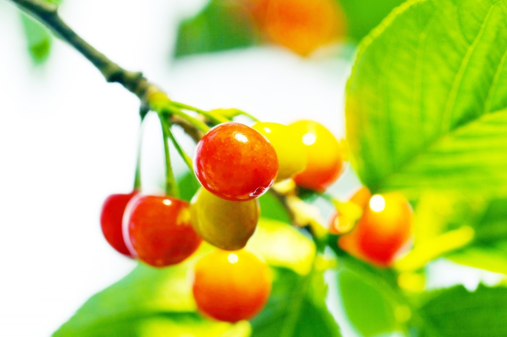 Le Temps des cerises 1