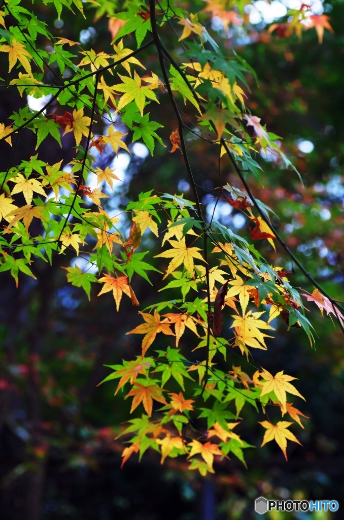 Colored leaves are not so bright 2