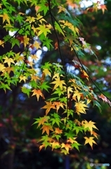Colored leaves are not so bright 2