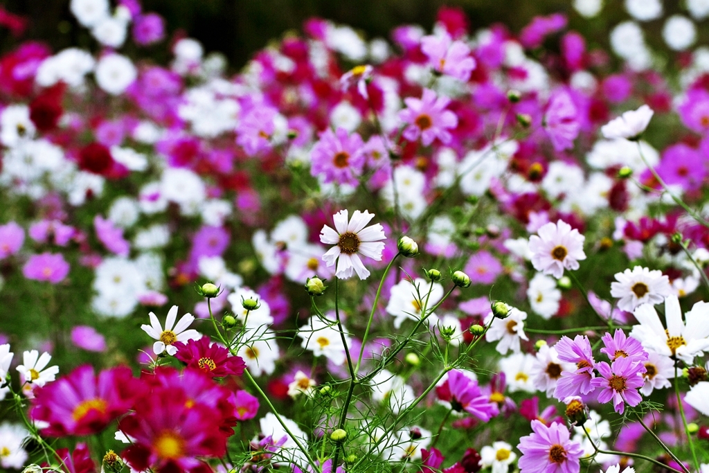 Paradise of the color