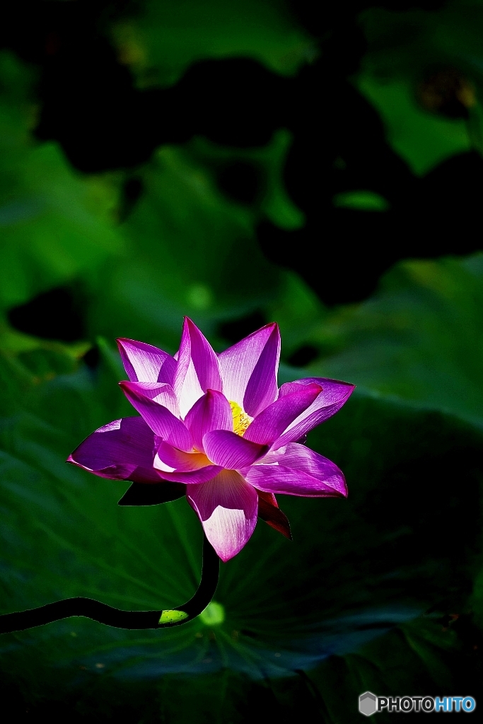 Lotus in the Shadow 1