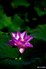 Lotus in the Shadow 1
