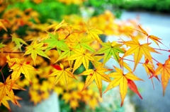 Yellow dyed leaves