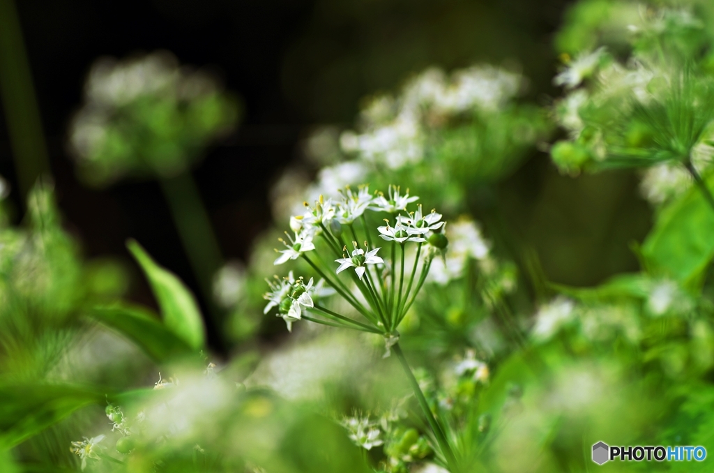 White Stars
