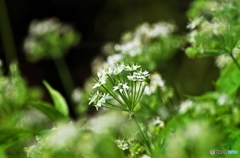 White Stars