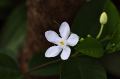 Ceylon wrightia 1