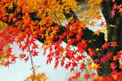 The stream of autumn colors