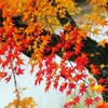 The stream of autumn colors
